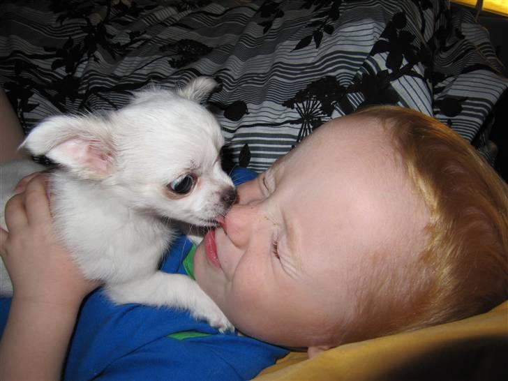 Chihuahua Molly billede 6