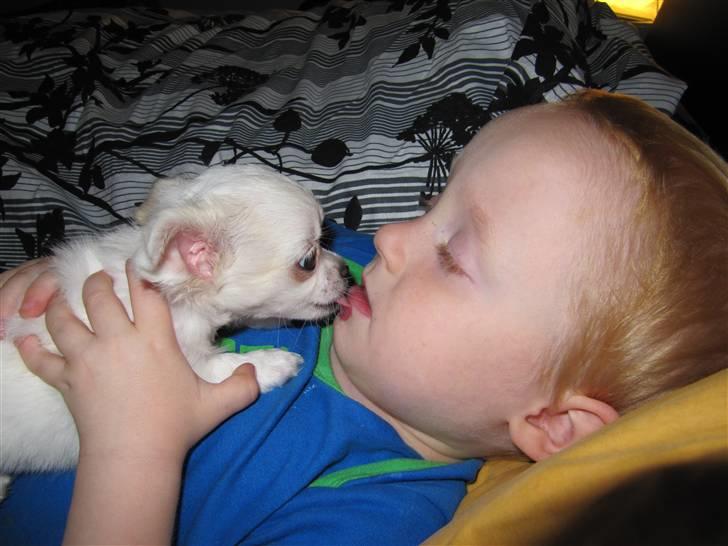 Chihuahua Molly billede 7