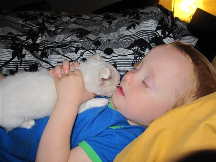 Chihuahua Molly billede 8