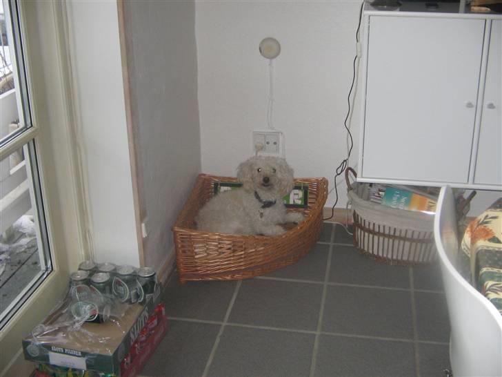 Blanding af racer Buller billede 9