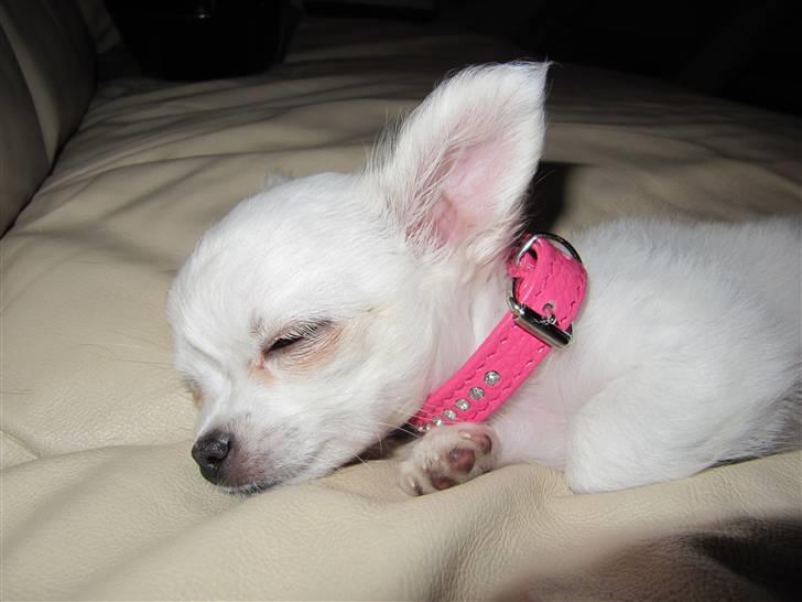 Chihuahua Molly billede 9