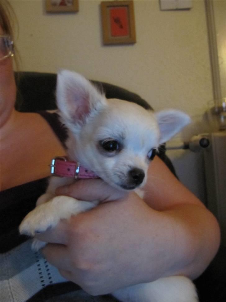 Chihuahua Molly billede 10