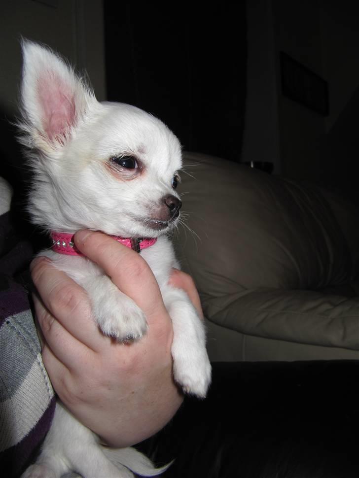 Chihuahua Molly billede 11
