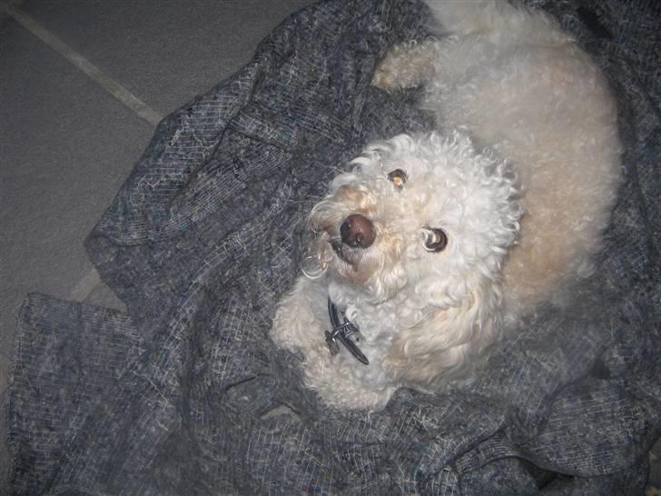 Blanding af racer Buller billede 10