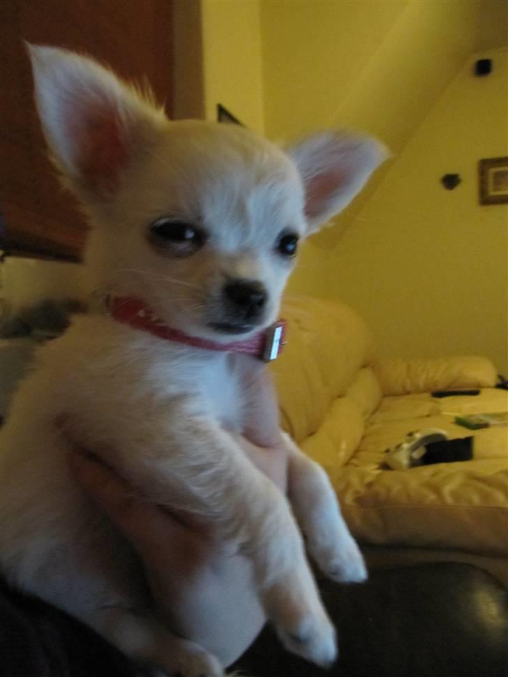Chihuahua Molly billede 12