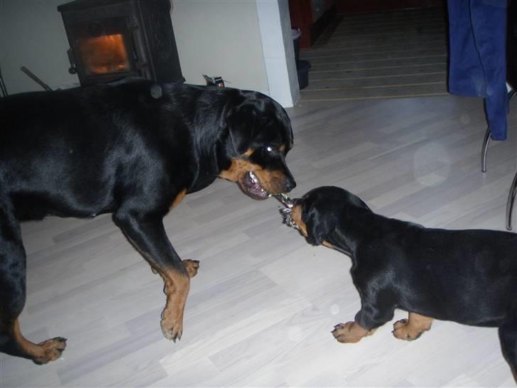Rottweiler Noa Andersen - Jeg kan mere end jeg ser ud til ;) billede 1
