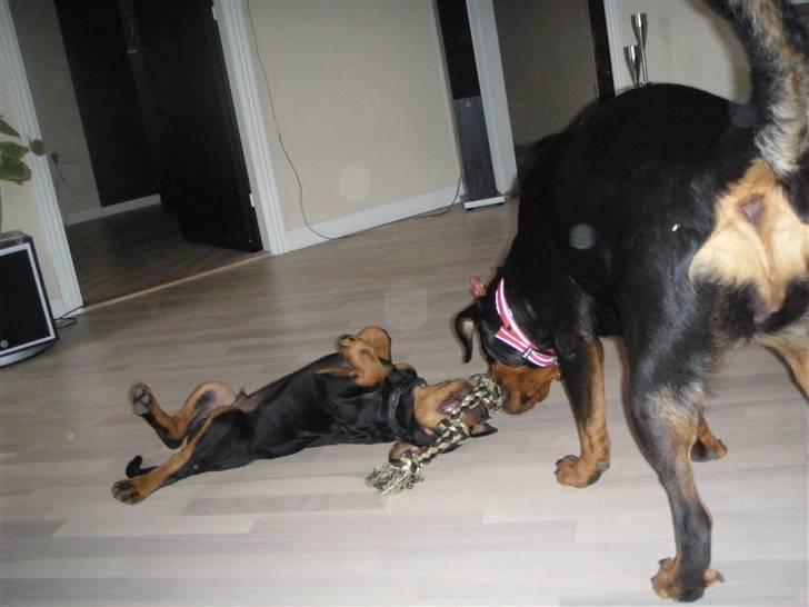 Rottweiler Noa Andersen - Jeg giver ikke så let op ...  billede 2