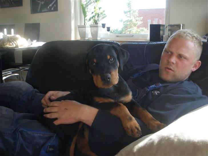 Rottweiler Noa Andersen - Hygge med far i sofaen.. billede 3
