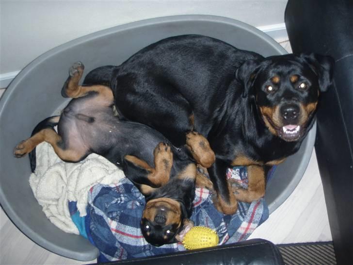Rottweiler Noa Andersen - Hygge i kurven med storesøster.. <3 billede 4