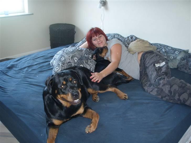 Rottweiler Noa Andersen billede 5