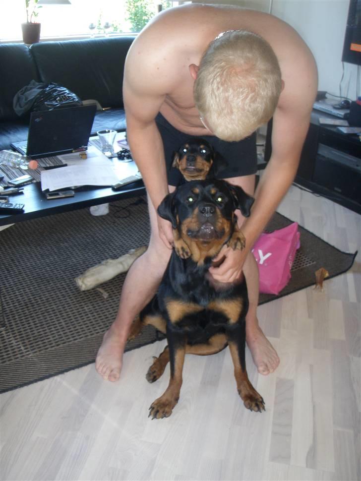 Rottweiler Noa Andersen billede 6