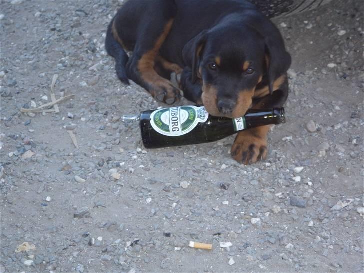 Rottweiler Noa Andersen - Mor siger at jeg ikke må drikke øl, så nu gemmer jeg den bare.. Og håber jeg ikke bliver opdaget..  billede 7
