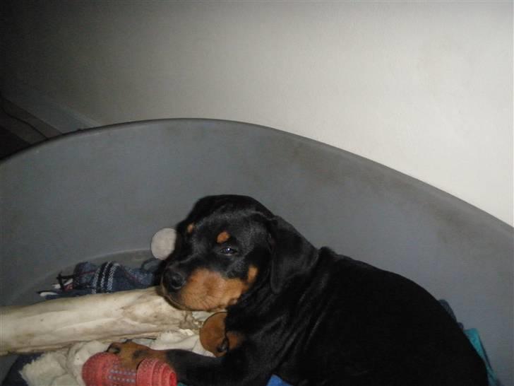 Rottweiler Noa Andersen billede 8