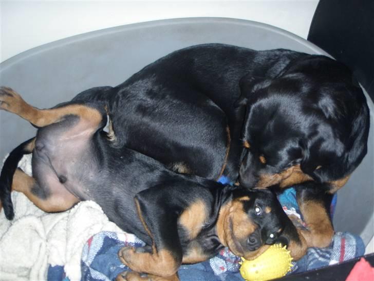 Rottweiler Noa Andersen billede 9