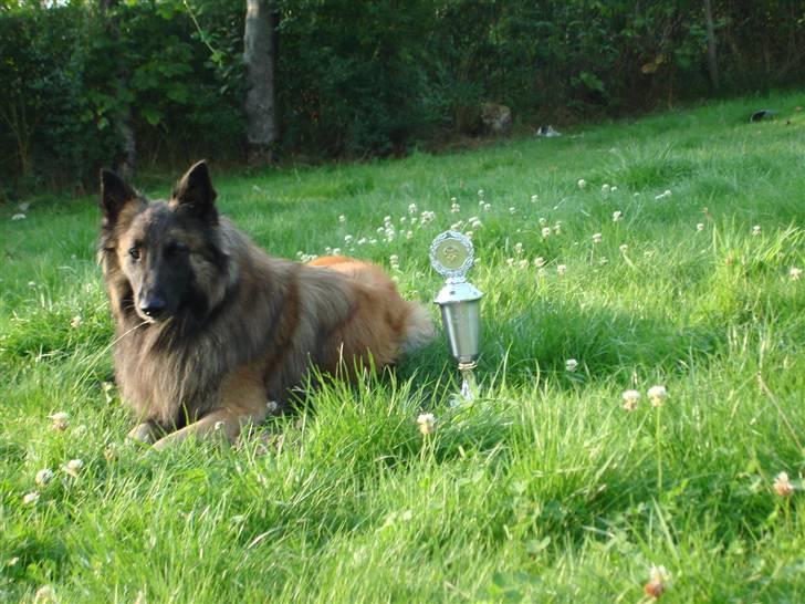 Tervueren Ask A Flame Of Pride - har ligger jeg ved siden af min pokal hvor der står Esbjerg´s sødeste hund på billede 15