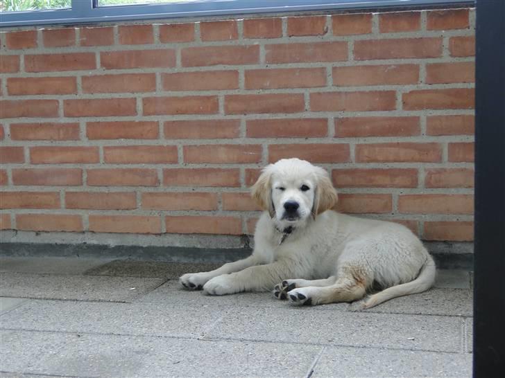Golden retriever Oscar billede 10