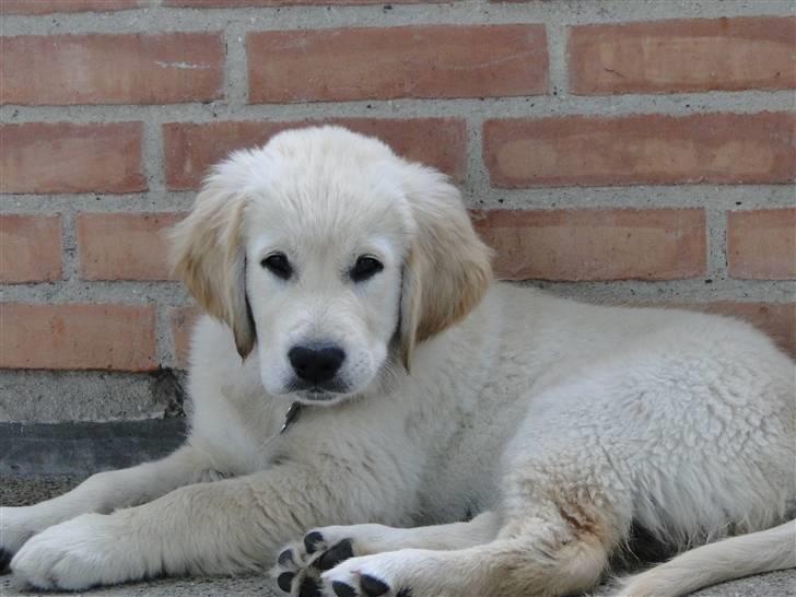 Golden retriever Oscar billede 11