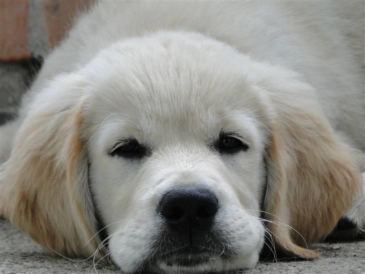 Golden retriever Oscar billede 12