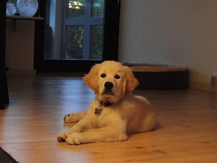 Golden retriever Oscar billede 13