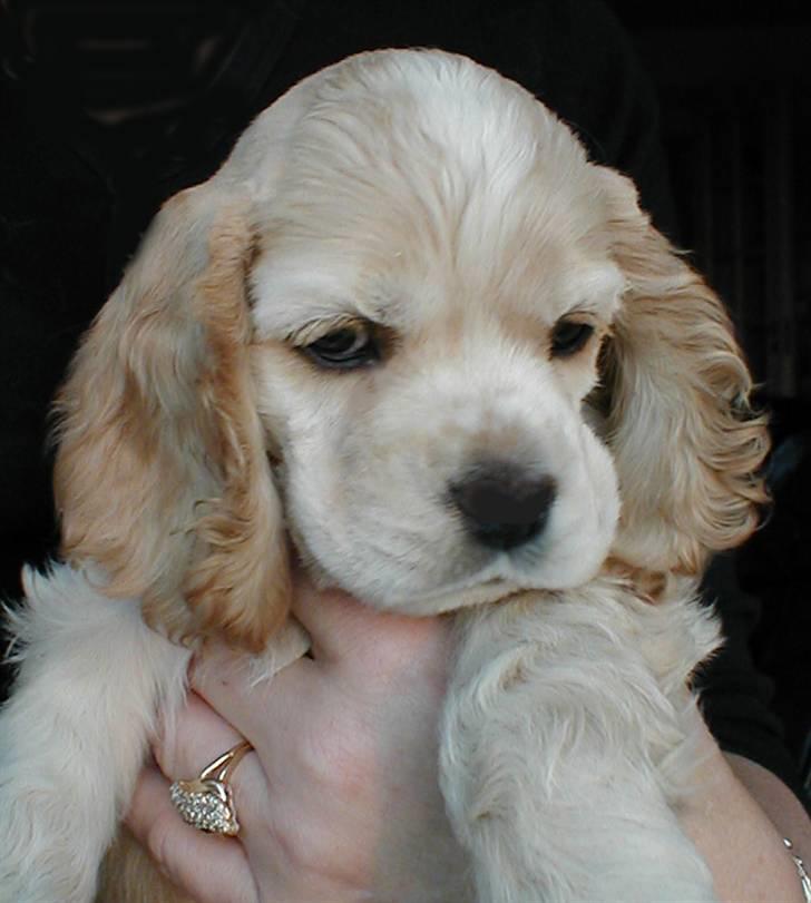 Amerikansk cocker spaniel Benji - Lille Benji, her er han otte uger gammel billede 2