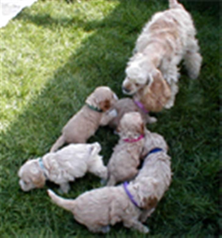 Amerikansk cocker spaniel Benji - Benji elsker at lege med hvalpene billede 3