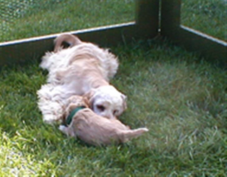 Amerikansk cocker spaniel Benji - Jeg har nok at se til - de små skal jo opdrages godt billede 6