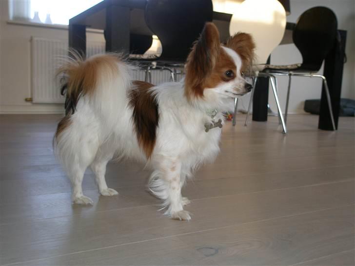 Papillon Kato - Kato er blevet en stor dreng på hele 10mdr. og han bliver bare så flot :) billede 8