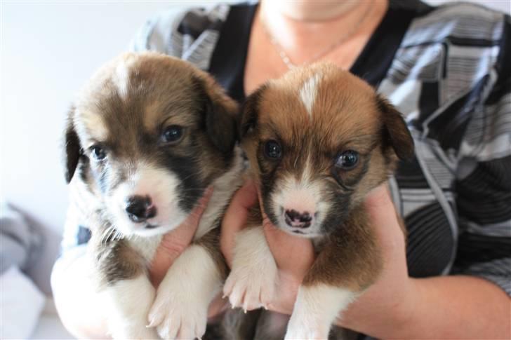 Welsh corgi cardigan Fanny billede 3