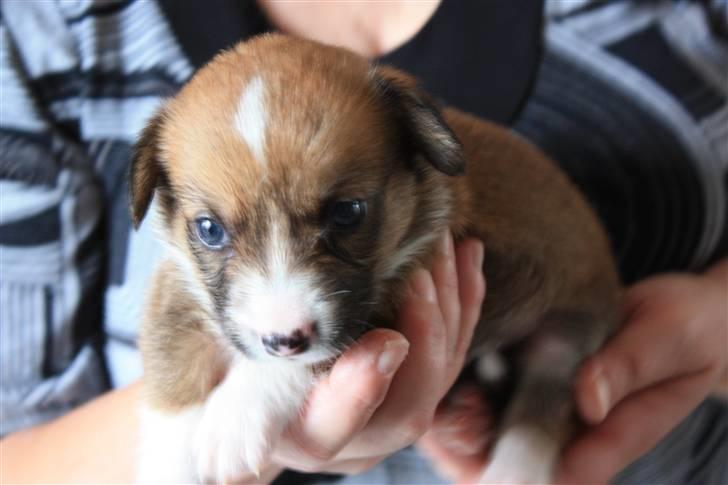 Welsh corgi cardigan Fanny - Fanny 4 uger og 800 gram billede 4