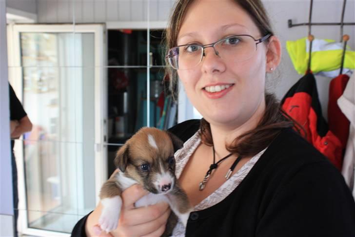 Welsh corgi cardigan Fanny - Fanny og hendes nye "mor" billede 5