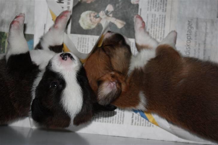 Welsh corgi cardigan Fanny billede 6