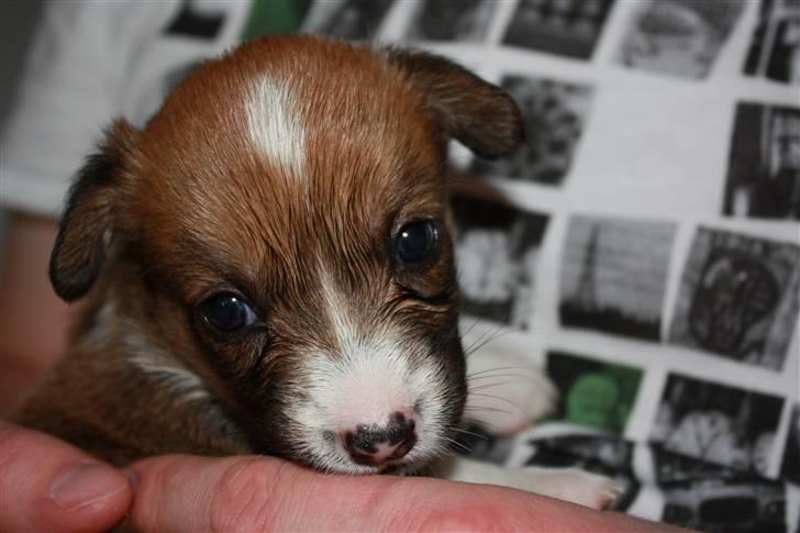 Welsh corgi cardigan Fanny billede 7