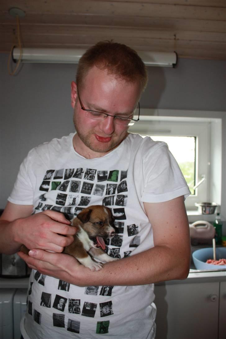 Welsh corgi cardigan Fanny - Fannys nye far billede 8