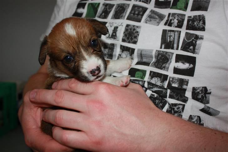 Welsh corgi cardigan Fanny billede 9