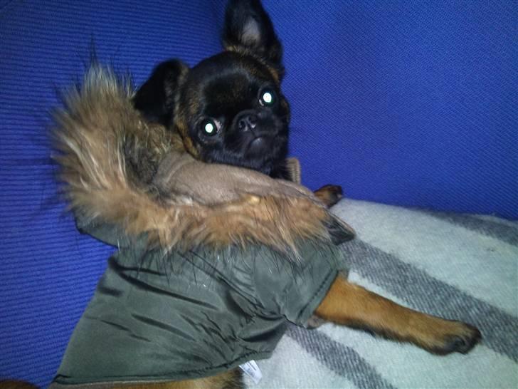 Griffon petit brabancon Buggi billede 1