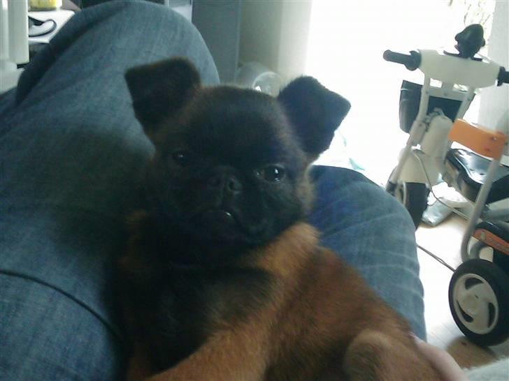 Griffon petit brabancon Buggi billede 2