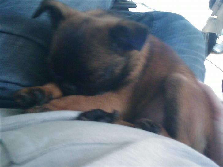 Griffon petit brabancon Buggi billede 3