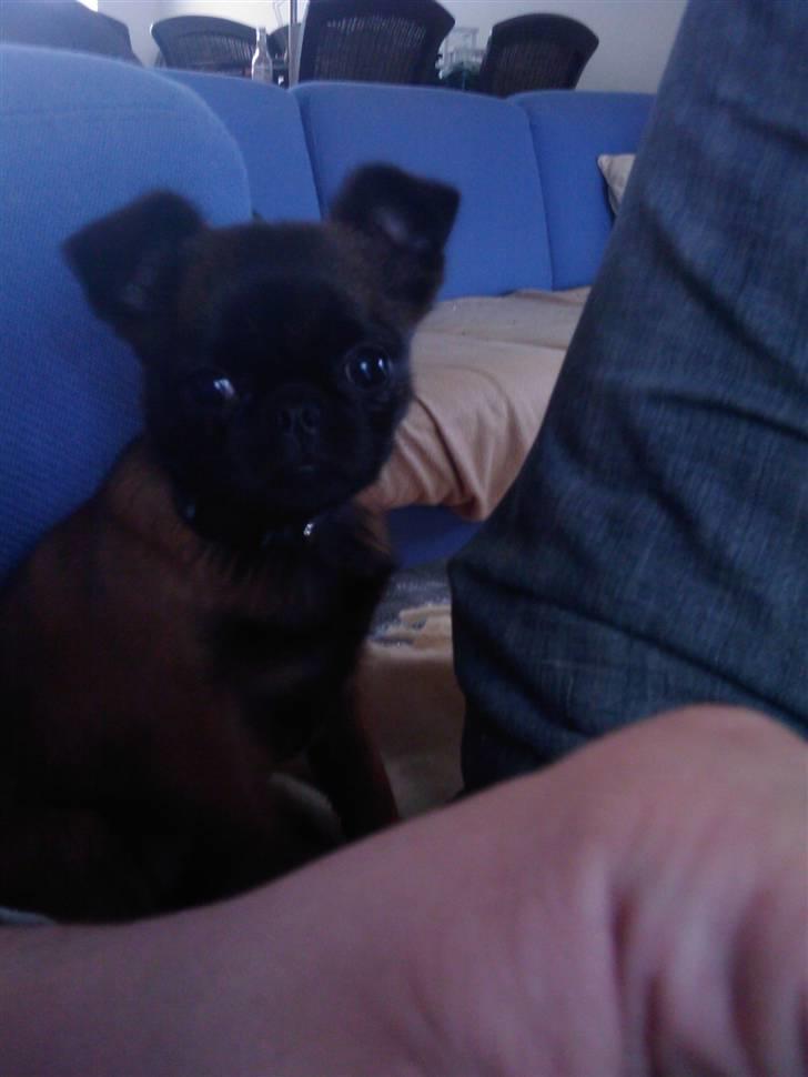 Griffon petit brabancon Buggi billede 4