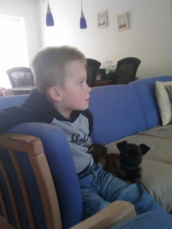 Griffon petit brabancon Buggi billede 5