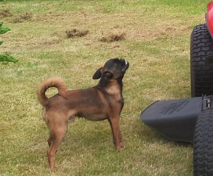 Griffon petit brabancon Buggi billede 6