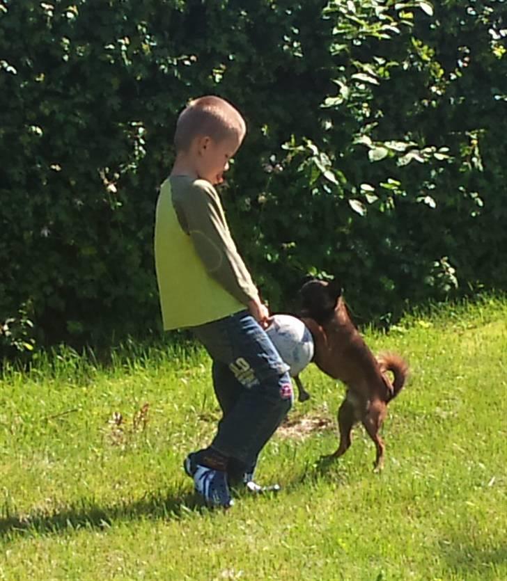 Griffon petit brabancon Buggi billede 7