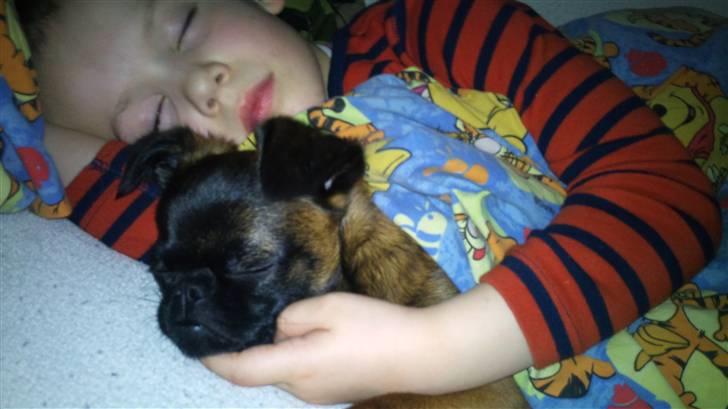 Griffon petit brabancon Buggi billede 8