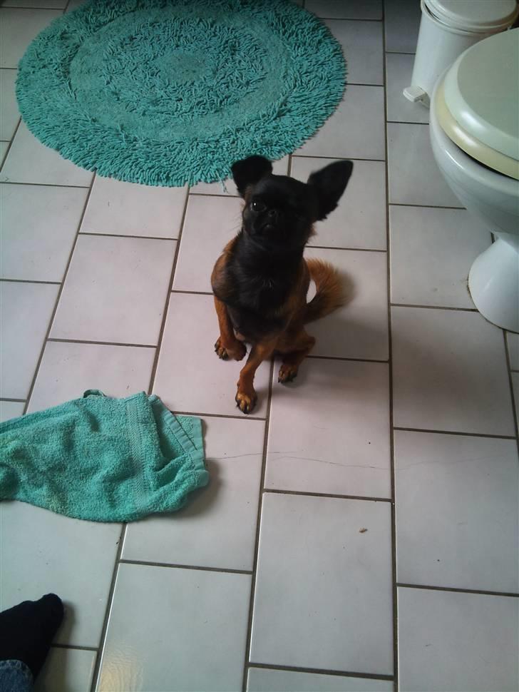 Griffon petit brabancon Buggi billede 9