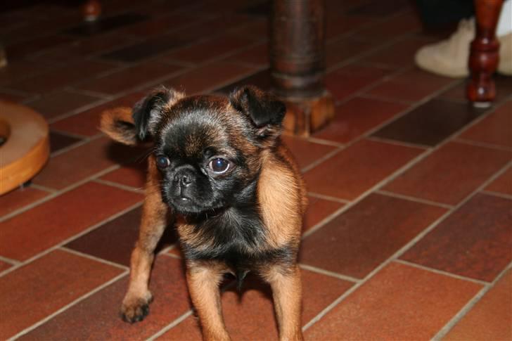 Griffon petit brabancon Buggi billede 10