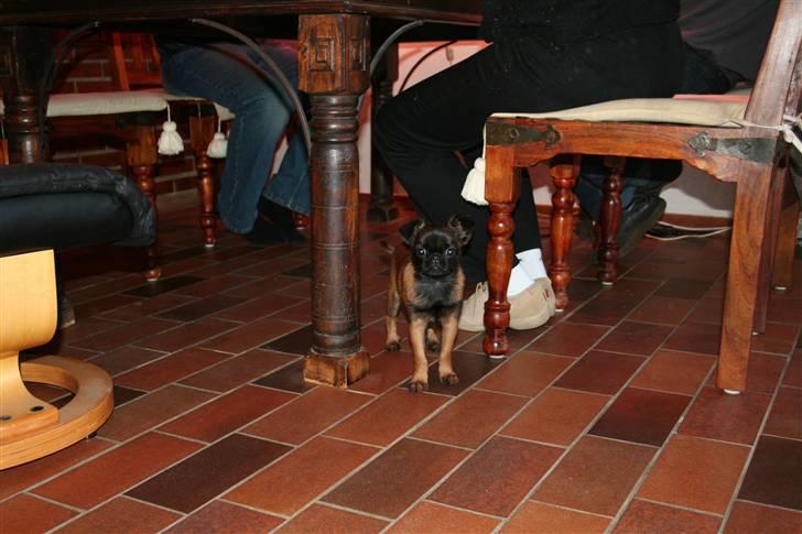 Griffon petit brabancon Buggi billede 11