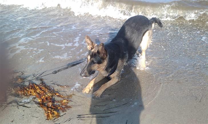 Schæferhund Bjørn billede 16