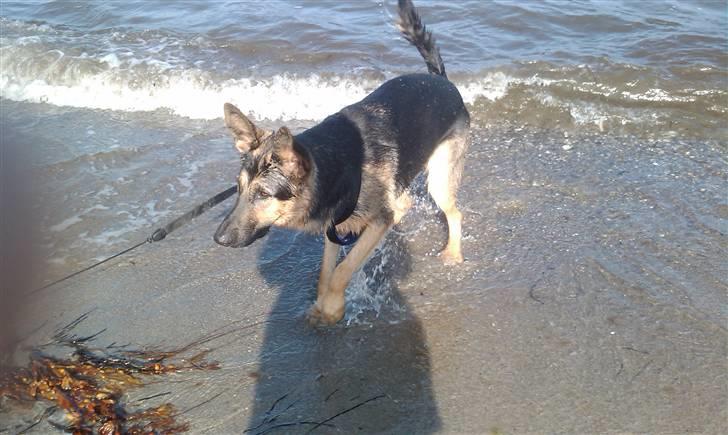 Schæferhund Bjørn billede 17