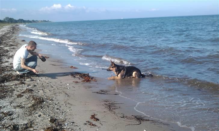 Schæferhund Bjørn billede 18