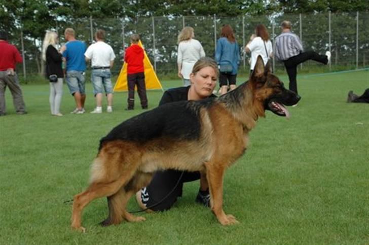 Schæferhund Hekami Romulus (Roma) - HAS 2010 billede 5