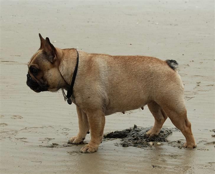 Fransk bulldog Effie - Et lille strand billede. billede 6